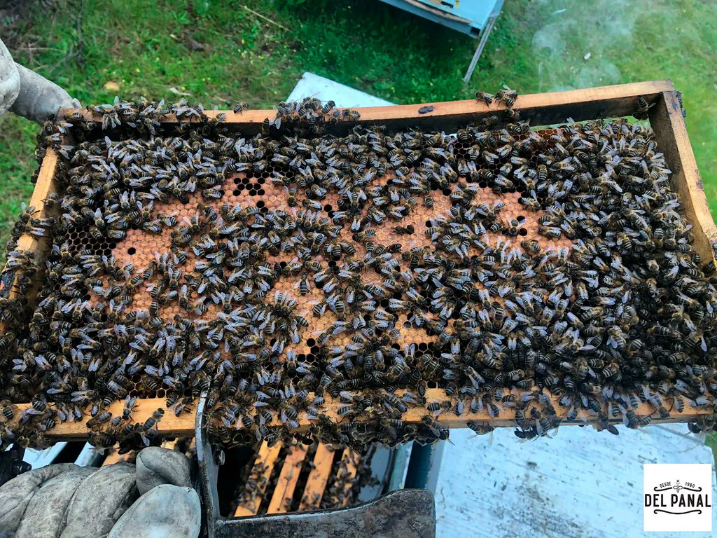 mieldelpanal_es's tweet photo. En @mieldelpanal_es contamos con una cabaña de 3000 #colmenas que cambiamos de lugar según la floración y la época del año. 🐝

Esto nos permite tener una producción con cinco variedades de #miel, a la venta en formatos variados. 🍯

➡ https://t.co/NtBy5vAs3M https://t.co/z6VmvjAg5I