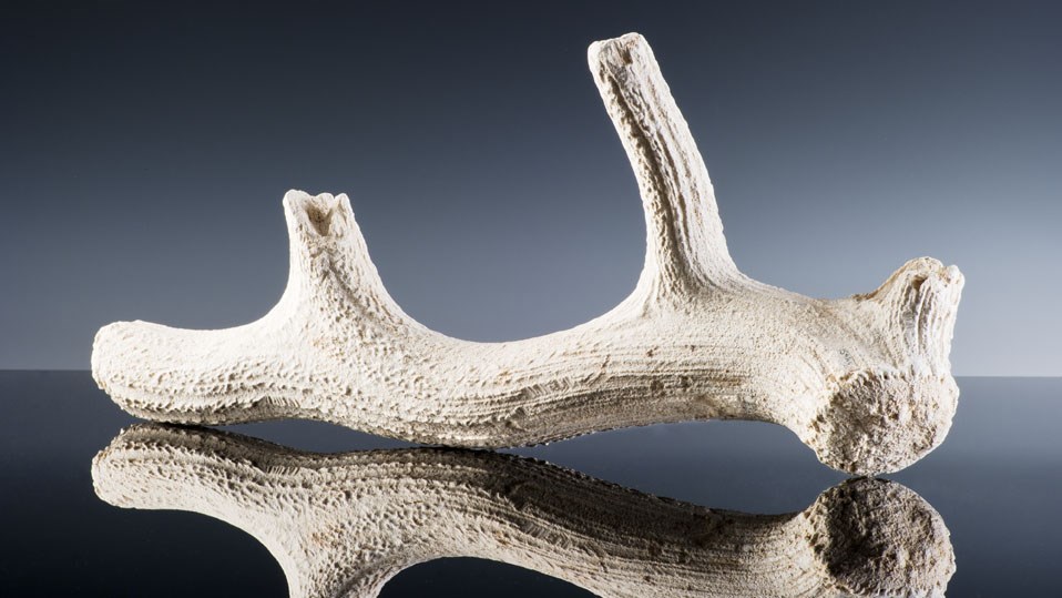 EH_Stonehenge's tweet photo. 500 years before the stones arrived, antler picks were used to make the earthwork banks and ditch at Stonehenge. This pick was deliberately left at the bottom of the ditch when the earthwork was finished. https://t.co/HRR1RlTIHu
