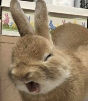 softandjinki's tweet photo. our high note bunny!!! 😂

샤이니 온유 #ONEW #온유 https://t.co/mcc0xleDeJ