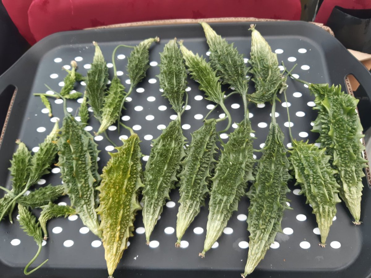 MisschicAsmr's tweet photo. What are these? (Wrong answers only)🥒 #questionoftheday 
In tomorrow's #asmr you'll be learning all about them! I got many requests to do pure #whispers, so I thought I'd show you our plant &amp; read some facts. 🌱
https://t.co/L6H0ozDkec
#asmrfacts #readingasmr #asmrwhispering https://t.co/r93RZP2M7v
