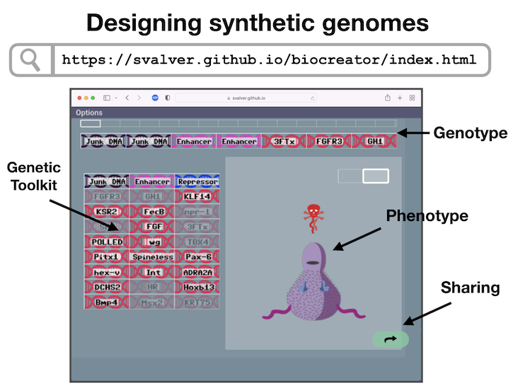 svalver's tweet photo. Looking forward to talk about the Biocreator project at @EvoKE_BCN21 conference next week. Biocreator is a distributed simulation platform for learning ecology and evolution, jointly developed by @RogerVila_Lab and our lab at the @IBE_Barcelona. https://t.co/7NtSi8NpUu
