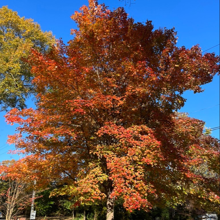 Naturalpercept's tweet photo. Beautiful fall colors!

 #sisterlocks #microlocs #locs #mariettasalon #locjourney #microlocks #dreadlocs #dreadlocks #healthyhair #healthyhairjourney #womenwithlocs #naturalhair #locstyles #sisterlocksinstallation #tinylocs #autumn #fall #November https://t.co/yluzWnPWIP