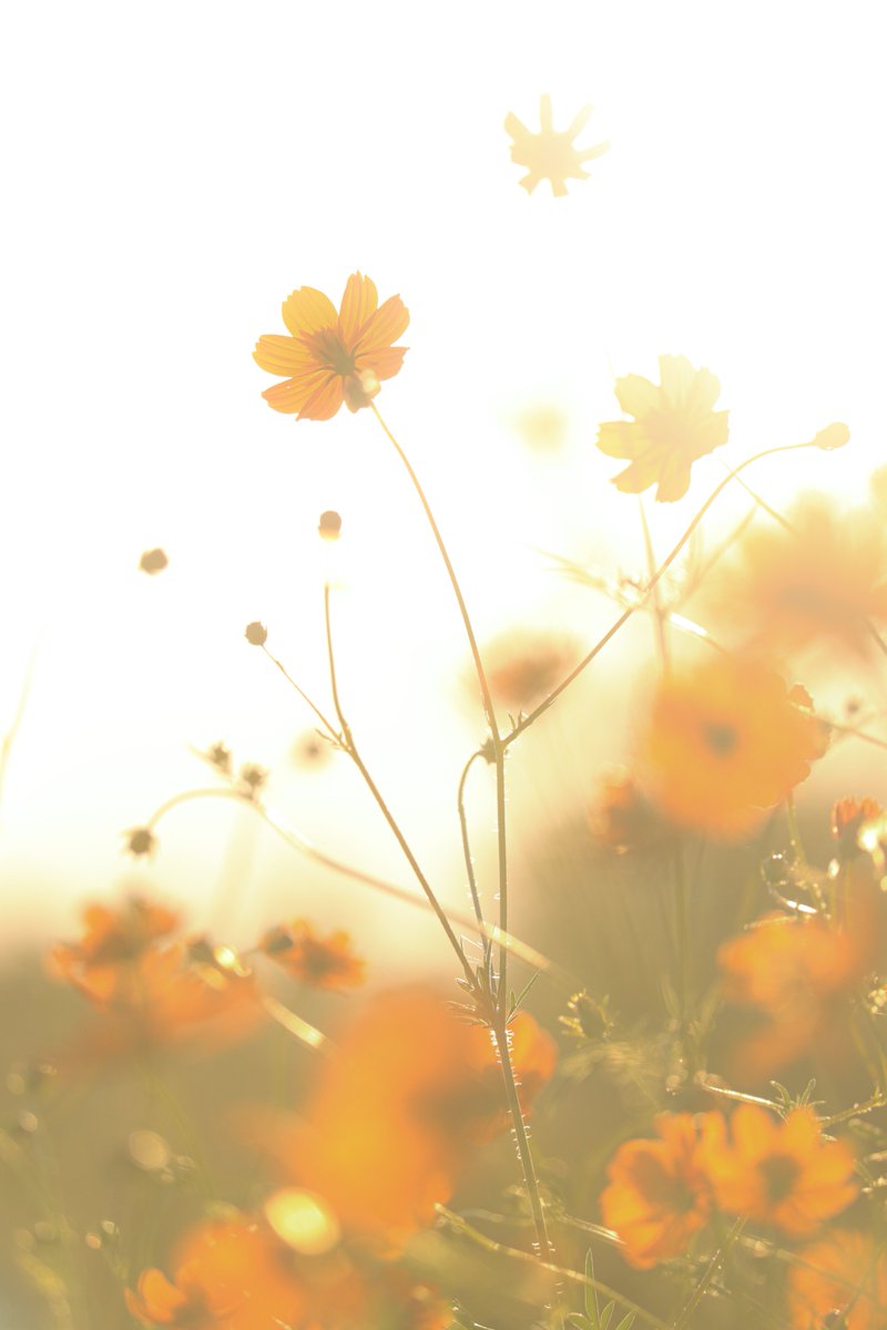 関西学院大学文化総部写真部 Matinee 文学部 ２年 小川 奈巳 貴方にはもう またね とは言わない T Co Hzczmep79x Twitter