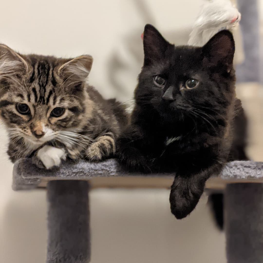 Hey Twitter folks. Meet Bill and Ted. We are hoping they will have the most excellent adventure living with us 🐱🐱🐾🐾
#CatsofTwittter #billandted #excellent #kittens #kittensoftwitter @Winter