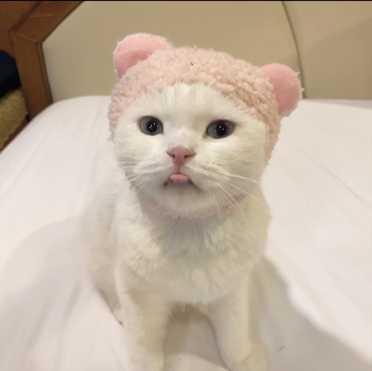 awwwfluffy's tweet photo. หม่ามิเปนอาหมีทิแสนดุล้าย https://t.co/6RpKk1A1b5