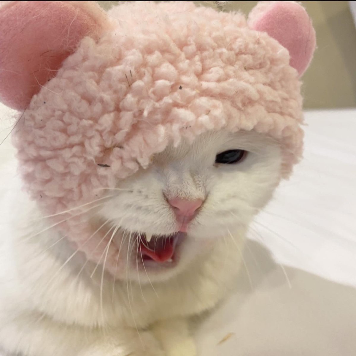 awwwfluffy's tweet photo. หม่ามิเปนอาหมีทิแสนดุล้าย https://t.co/6RpKk1A1b5