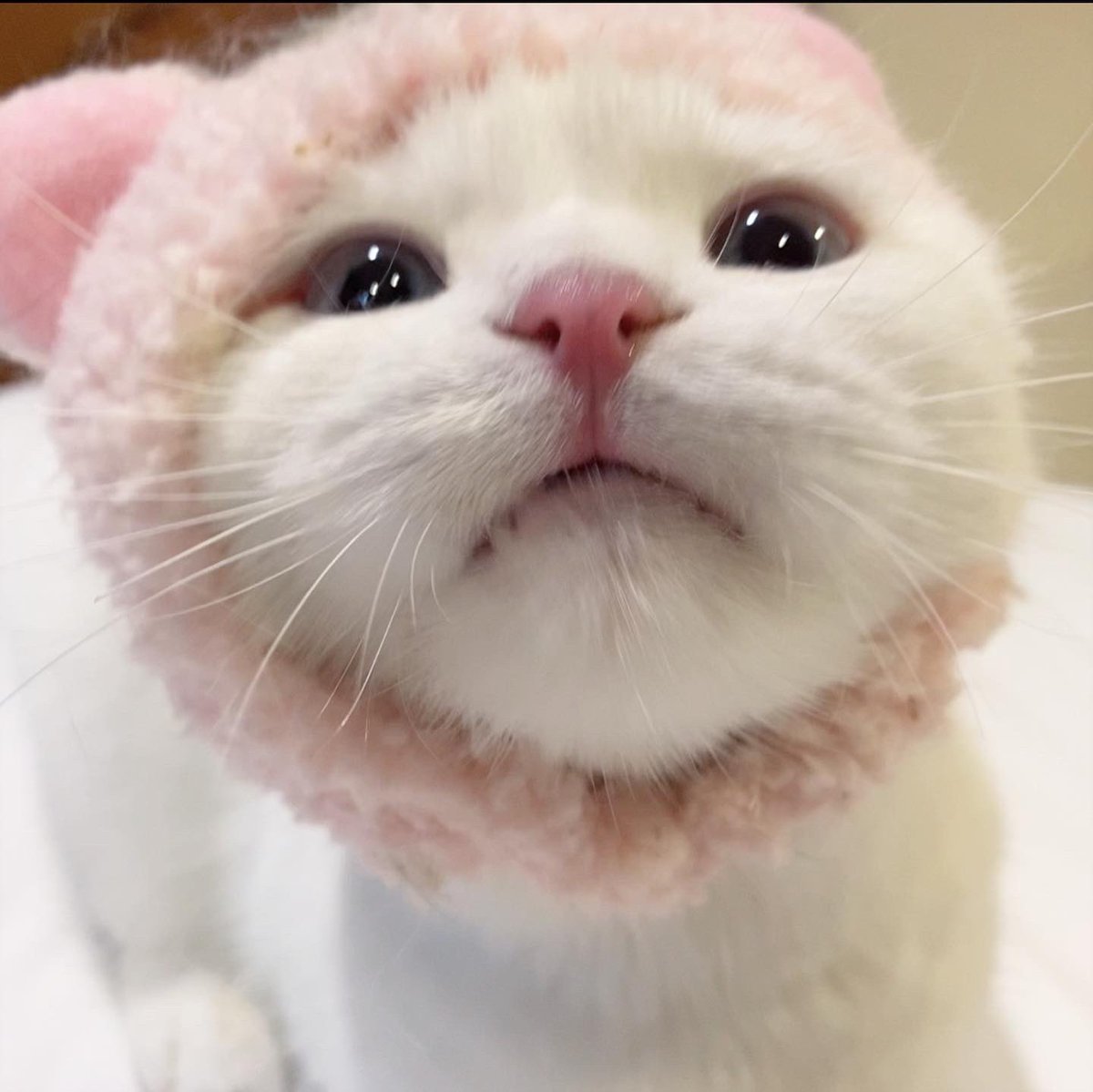 awwwfluffy's tweet photo. หม่ามิเปนอาหมีทิแสนดุล้าย https://t.co/6RpKk1A1b5