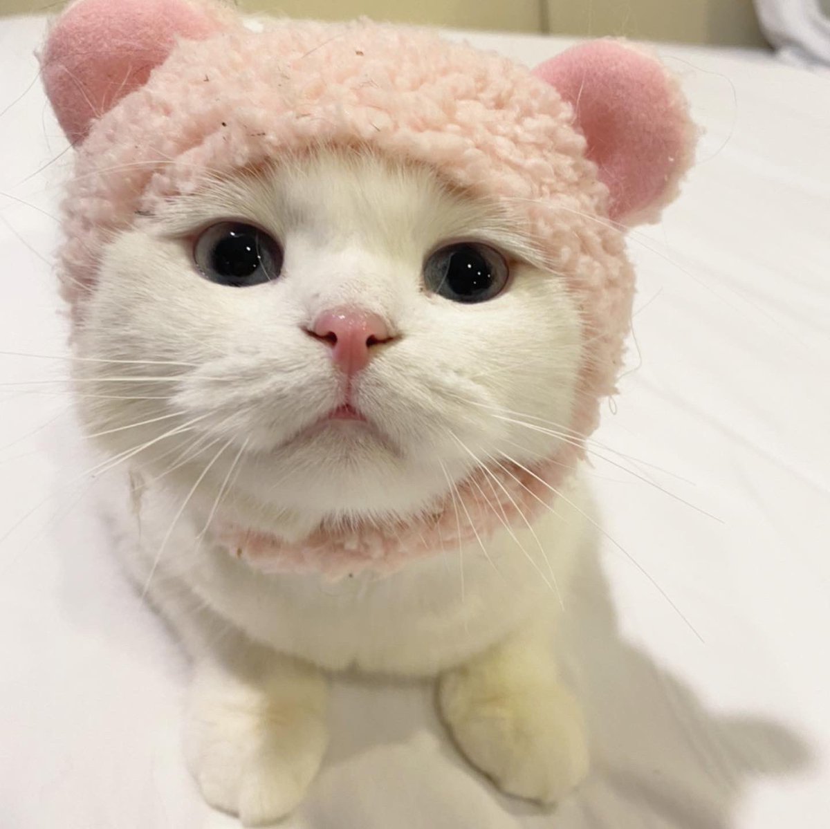 awwwfluffy's tweet photo. หม่ามิเปนอาหมีทิแสนดุล้าย https://t.co/6RpKk1A1b5