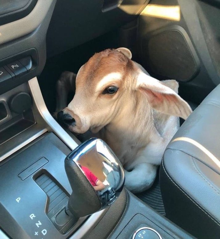 bamwinejnr's tweet photo. When a person from Kiruhura buys a car 😂😂🔥 https://t.co/IV93H6giKz