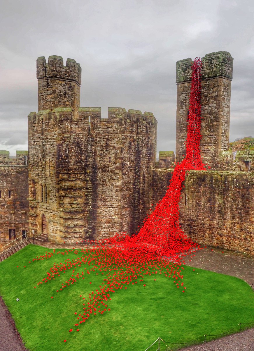 AngleseyScMedia's tweet photo. One of my favourites- Caernarfon Castle poppies.
#LestWeForget https://t.co/fSEFTa6tlC
