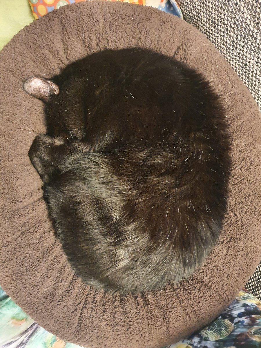 Lucky_Silky's tweet photo. Day 10: I heard it's #kittyloafmonday today. So here's my doublechoc bagel version. 
#AdoptDontShop #CatsOfTwitter #panfursquad #milkaddict https://t.co/Q3ZrVaVbnq