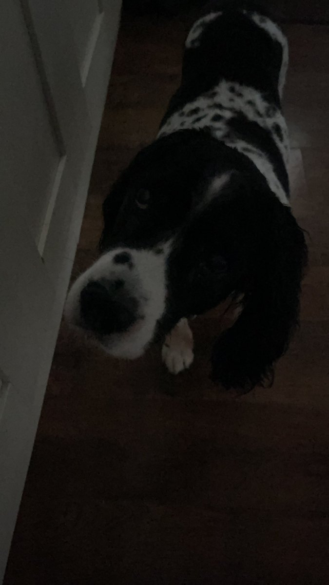 It’s too early to walk Hoodad-  let’s sleep 😴