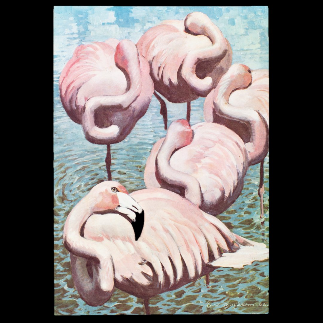 nz_maritime's tweet image. British painter Keith Shackleton (1923–2015) produced 6 oil paintings of birds for @pandocruises, for menus which also featured info about said birds.
📸Island Night dinner menu, SS 𝘏𝘪𝘮𝘢𝘭𝘢𝘺𝘢, Saturday 11 November 1967. NZMM 2018.124.20 #KeithShackleton #flamingo #menuart
