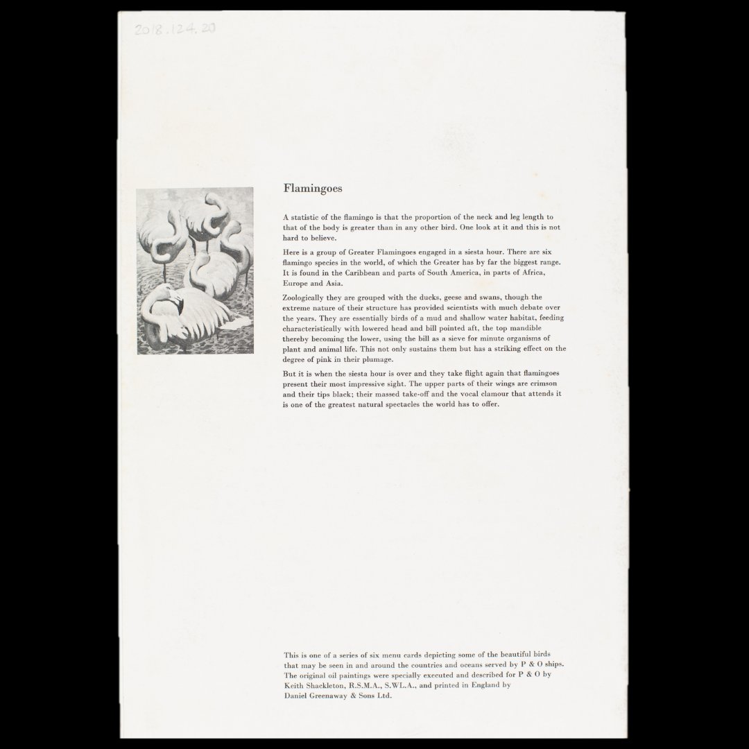 nz_maritime's tweet image. British painter Keith Shackleton (1923–2015) produced 6 oil paintings of birds for @pandocruises, for menus which also featured info about said birds.
📸Island Night dinner menu, SS 𝘏𝘪𝘮𝘢𝘭𝘢𝘺𝘢, Saturday 11 November 1967. NZMM 2018.124.20 #KeithShackleton #flamingo #menuart