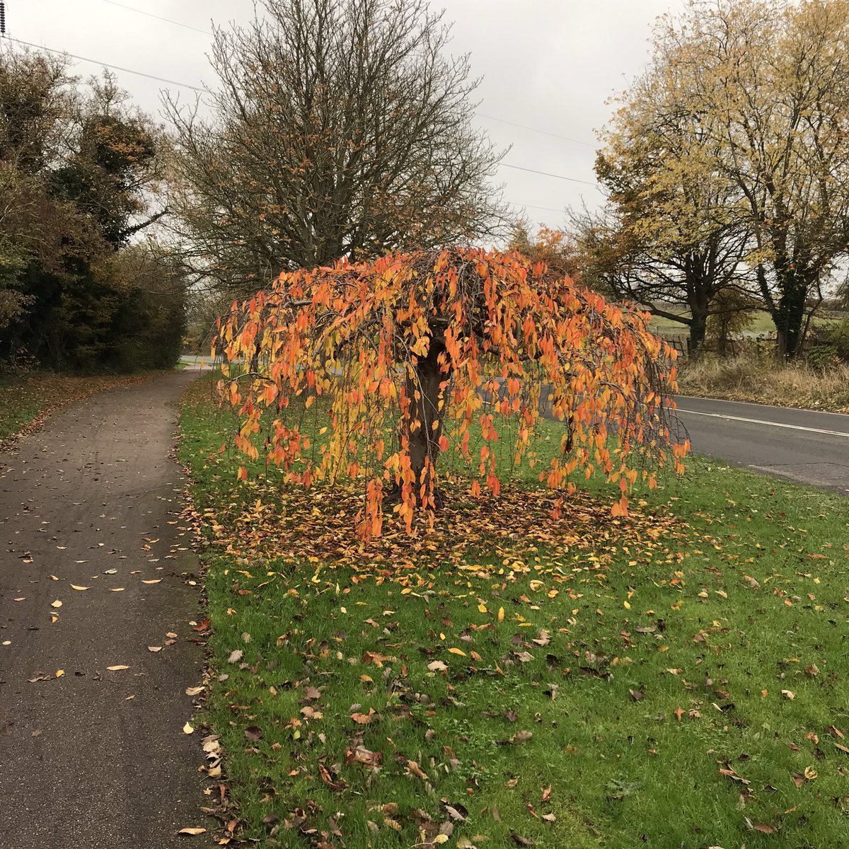 _HelenD's tweet photo. @HeardinLondon Small but nice and orange in Bedfordshire. Love to you 🧡 https://t.co/bij5JB4BDS