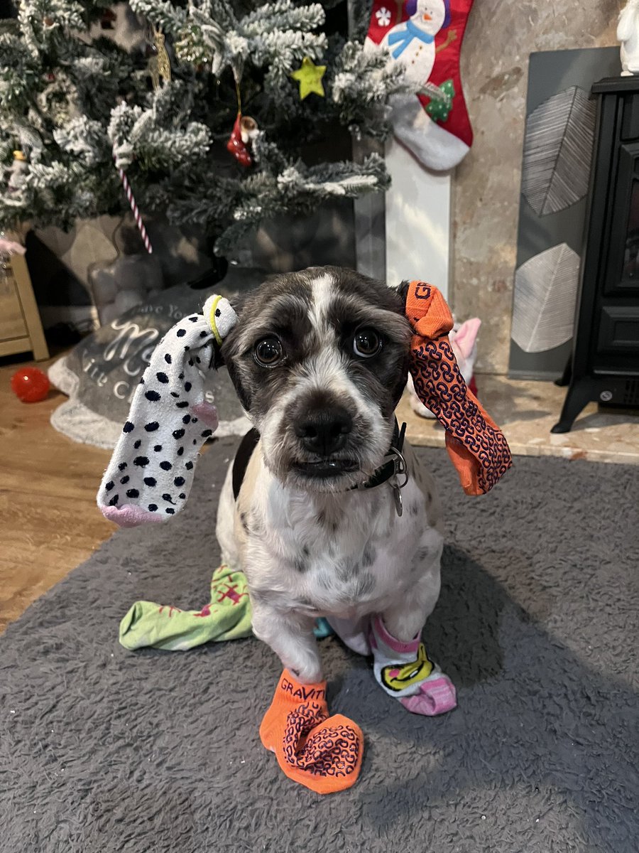 UffindallClare's tweet photo. @ParkstoneP Sophie and Jessica would like to enter Max in the odd sock pet competition 🥰 we think he looks excellent 😂#AntiBullyingWeek #OddSocksDay @abaonline @andyoddsock @HumberEdTrust https://t.co/kBHI3uC0Kn
