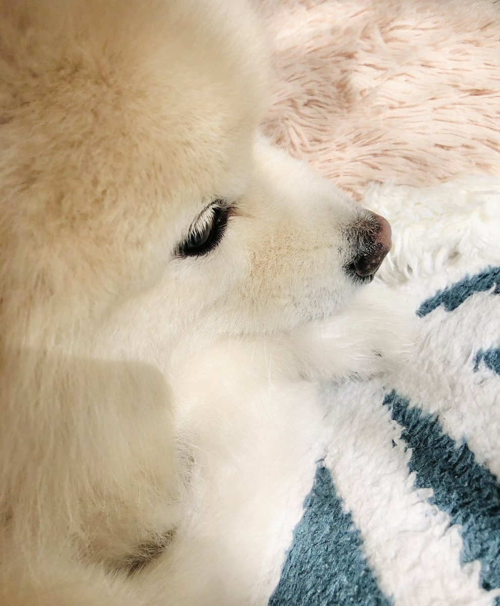 hnhr_mgr's tweet photo. ささやかな白いまつ毛 https://t.co/Nq5Tms97dv