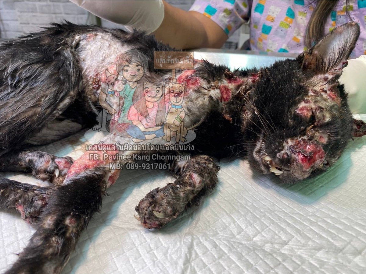 รักหมาจัง🐾 tweet media