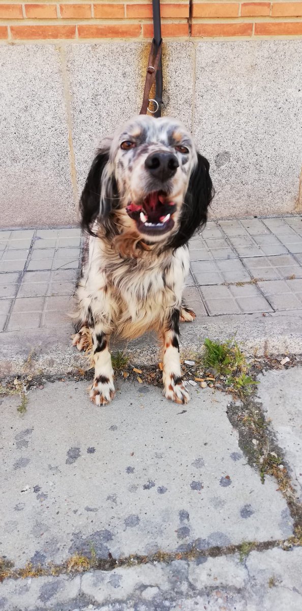policia's tweet photo. Esta preciosidad se llama Argo y... ¡se jubila!

🐶Es un #setter inglés
🐶Tiene 5 años
🐶Es sociable, cariñoso y activo

💙Este agente canino necesita una familia que lo quiera, ¿te animas?

📩 adoptak9@hotmail.com 
#AdoptaNoCompres https://t.co/F0UI0J3QTD