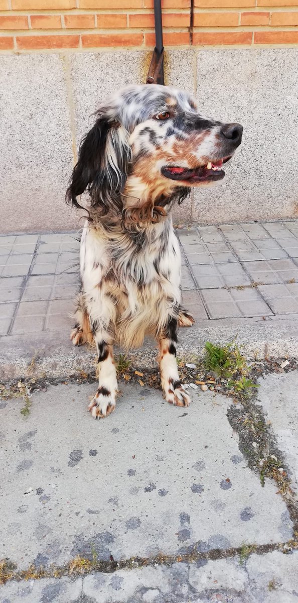 policia's tweet photo. Esta preciosidad se llama Argo y... ¡se jubila!

🐶Es un #setter inglés
🐶Tiene 5 años
🐶Es sociable, cariñoso y activo

💙Este agente canino necesita una familia que lo quiera, ¿te animas?

📩 adoptak9@hotmail.com 
#AdoptaNoCompres https://t.co/F0UI0J3QTD