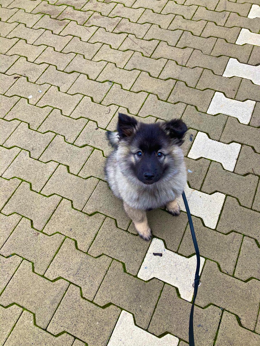 PawSpitzfamily's tweet photo. Good morning friends 🥰
This is our new family member 🥰#Spitzfamily. Her name is Kira and she is a wolf spitz. She is almost 3 months old. 🥺 #puppy #dog #dogslovers #littlegirl #spitz #wolfspitz #dogsfriends https://t.co/EJ3zsn1vVS