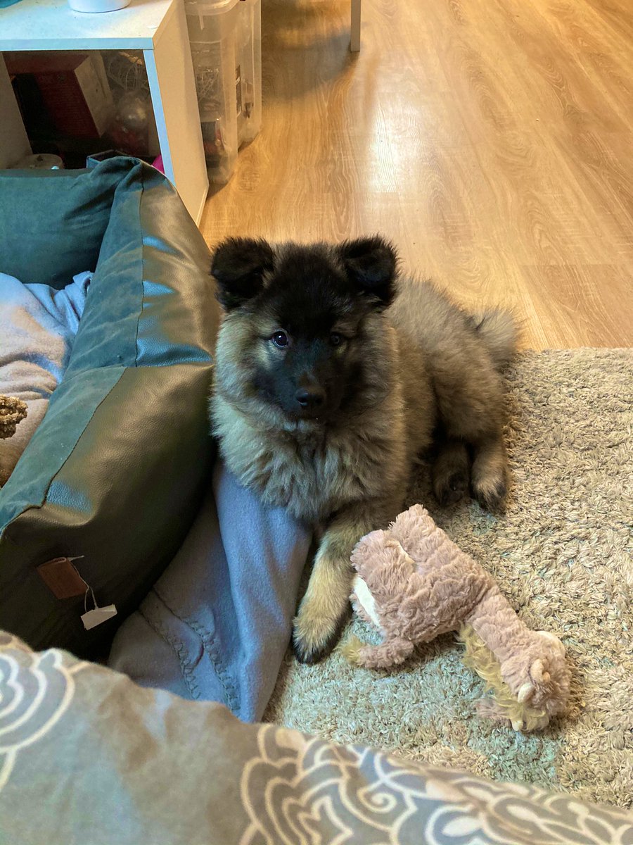 PawSpitzfamily's tweet photo. Good morning friends 🥰
This is our new family member 🥰#Spitzfamily. Her name is Kira and she is a wolf spitz. She is almost 3 months old. 🥺 #puppy #dog #dogslovers #littlegirl #spitz #wolfspitz #dogsfriends https://t.co/EJ3zsn1vVS