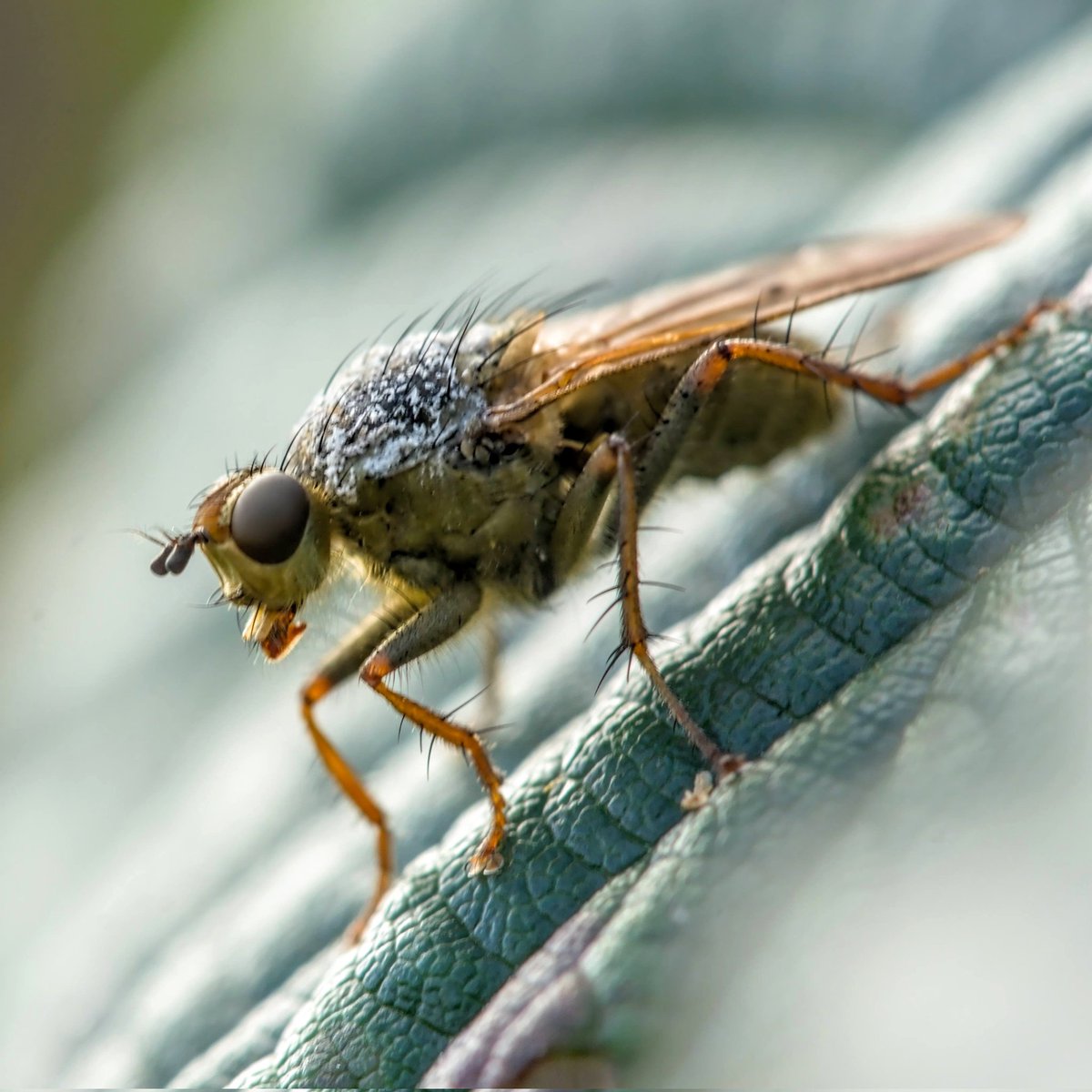 DanielJ54476277's tweet photo. Scathophaga stercoraria/ yellow dung fly

Like seeing an old friend. I love the way autumn sunshine gives us a glimpse of the otherwise hidden.

#Scathophaga #dungfly #TwitterNatureCommunity #autumn #pembrokeshire https://t.co/qJgzAXV7bd