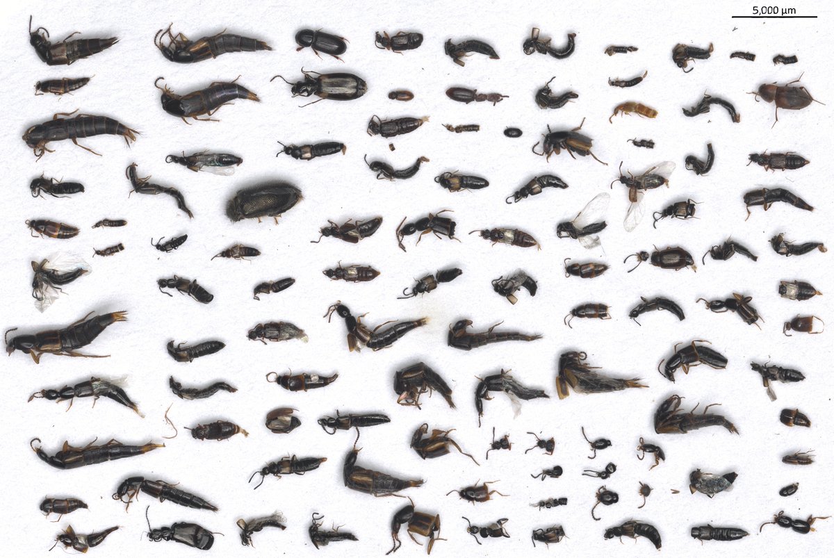 Just published in <a href="/molecology/">Molecular Ecology</a>!

Check out how we applied haplotype-level community #metabarcoding to reveal #metacommunity dynamics of soil microarthropods across a mosaic of montane forests in Cyprus. By <a href="/v_noguerales/">Víctor Noguerales</a>
and the <a href="/iBioGen_project/">iBioGen</a> #H2020
Link: onlinelibrary.wiley.com/doi/10.1111/me…