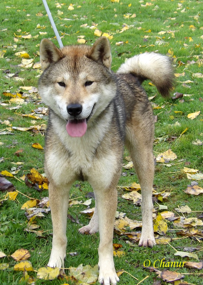 四国犬って知ってますか 四国犬の歴史から飼育まで