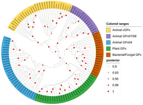 Biology_MDPI's tweet photo. Going Forward and Back: The Complex Evolutionary History of the GPx https://t.co/ccakp786rT #mdpibiology via @Biology_MDPI @ufrgsnoticias @BOKUvienna 

#GPx #peroxidase_family #evolution #selenocysteine #ROS https://t.co/RUgIA56H80