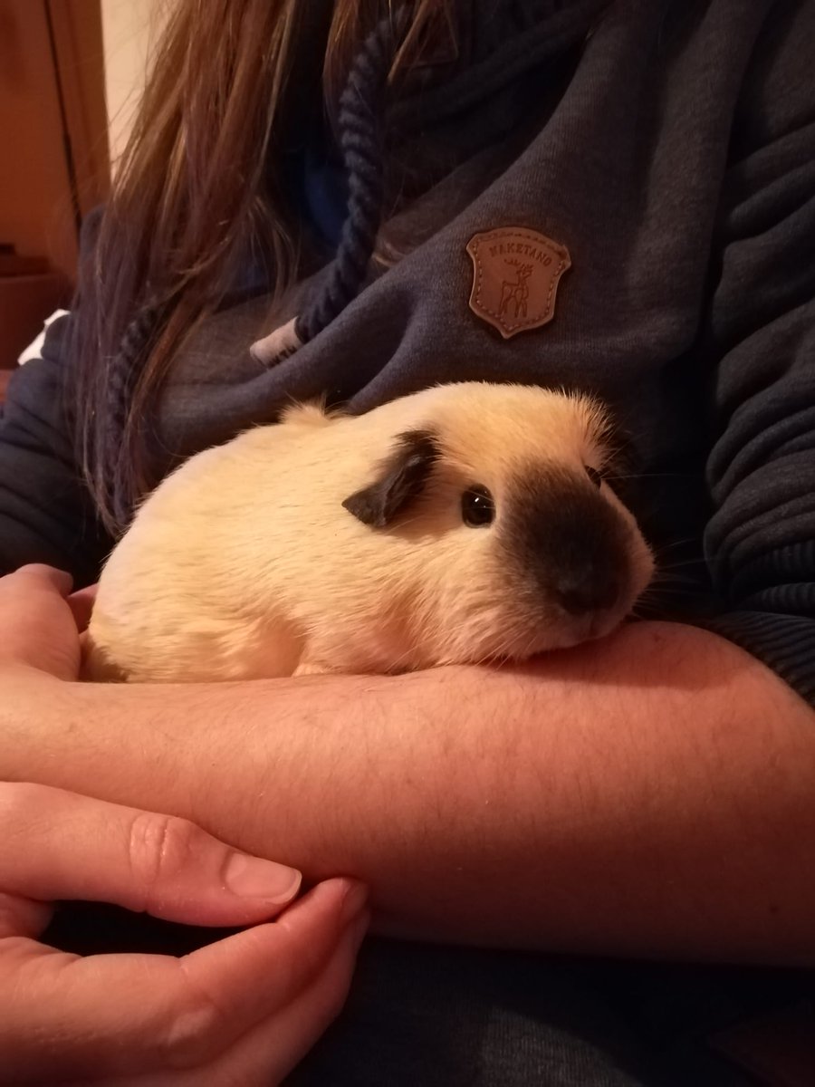 LauraBeech5's tweet photo. Behind that adorable little face is a mischief maker extraordinaire 🥰
#cute #CuteAnimals #animals #animal #guineapig #pets #animallovers #animallover #PetsAreForLife https://t.co/IWM7YxzIOo