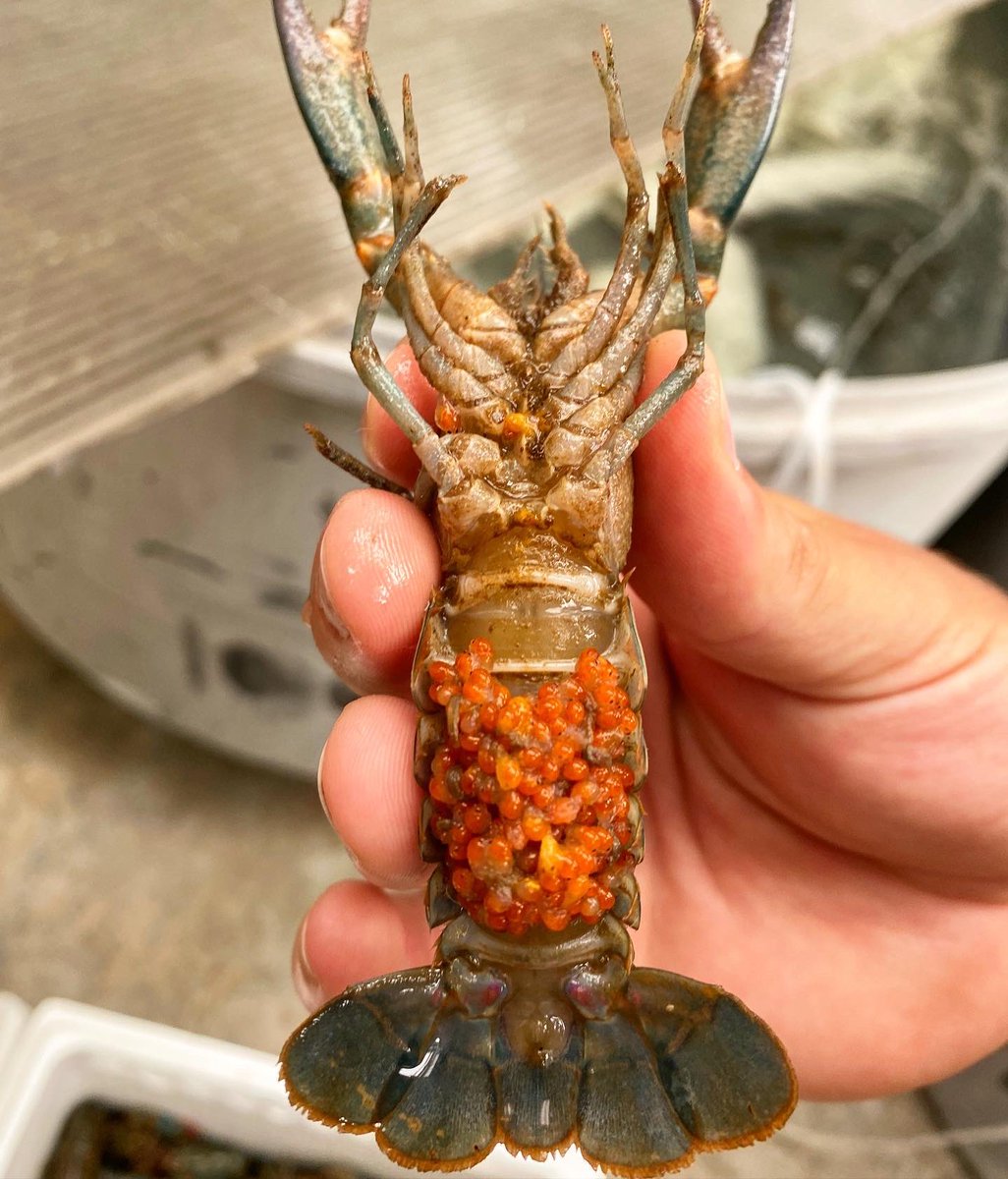 AquacultureTim's tweet photo. Some of our new red claw #crayfish have arrived onsite ‘pre-loaded’. Amazing how spawning methods vary across crustaceans when you compare these guys to prawns or lobsters which can produce eggs in the millions. #CSIROAquaculture @CSIRO #aquaculture https://t.co/g2tnpYATVB