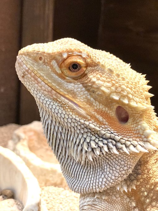 フトアゴヒゲトカゲのtwitterイラスト検索結果