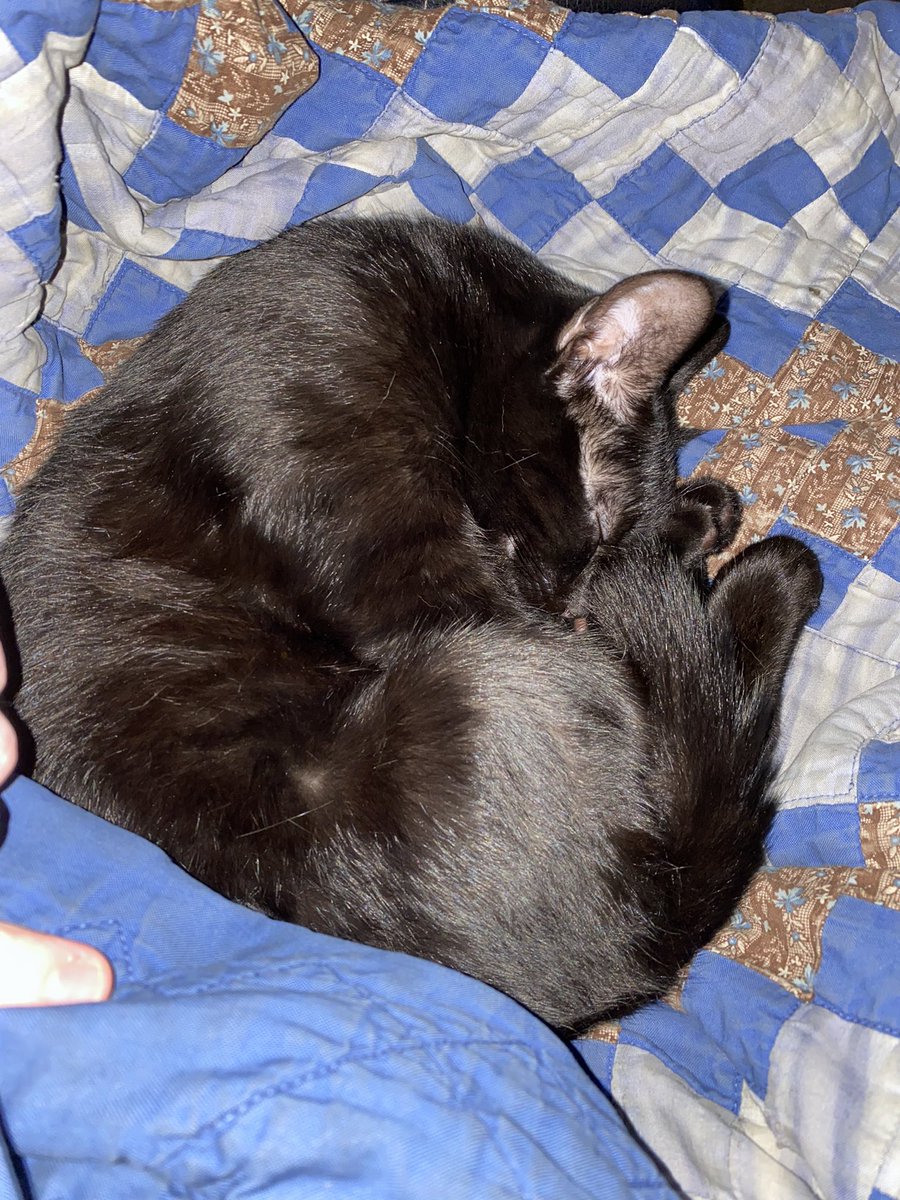 ThaddJG's tweet photo. @N_O_1988 love cats! ❤️ https://t.co/Riq34o6xcO