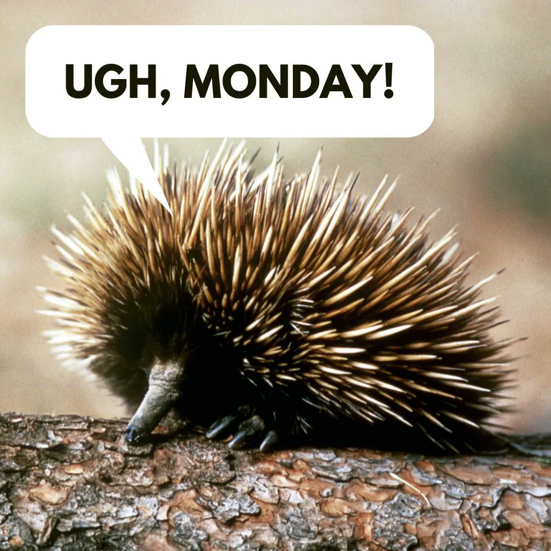 If this is how you feel, you need Pilates in your life! we have classes in studio, online and on demand so it's easy for you to fit in. Start the new week with a bit of me time, get in touch to book #metime #pilates #calltobook #alderleyedge