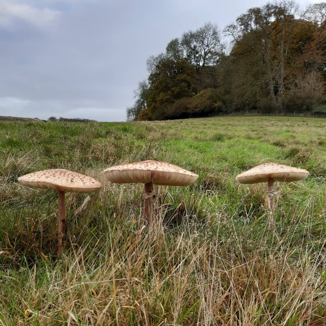 EmGatehouseArt's tweet photo. Spent the weekend getting out and about appreciating nature
-
#FreshAir #GetOutside #GetSomeFreshAir #DayOut #Nature #cloudformations #naturedaily #fungi #mushrooms  #mushrooms🍄 #fungiphotography #fields #thebigoutdoors https://t.co/yx2LpN0L1w