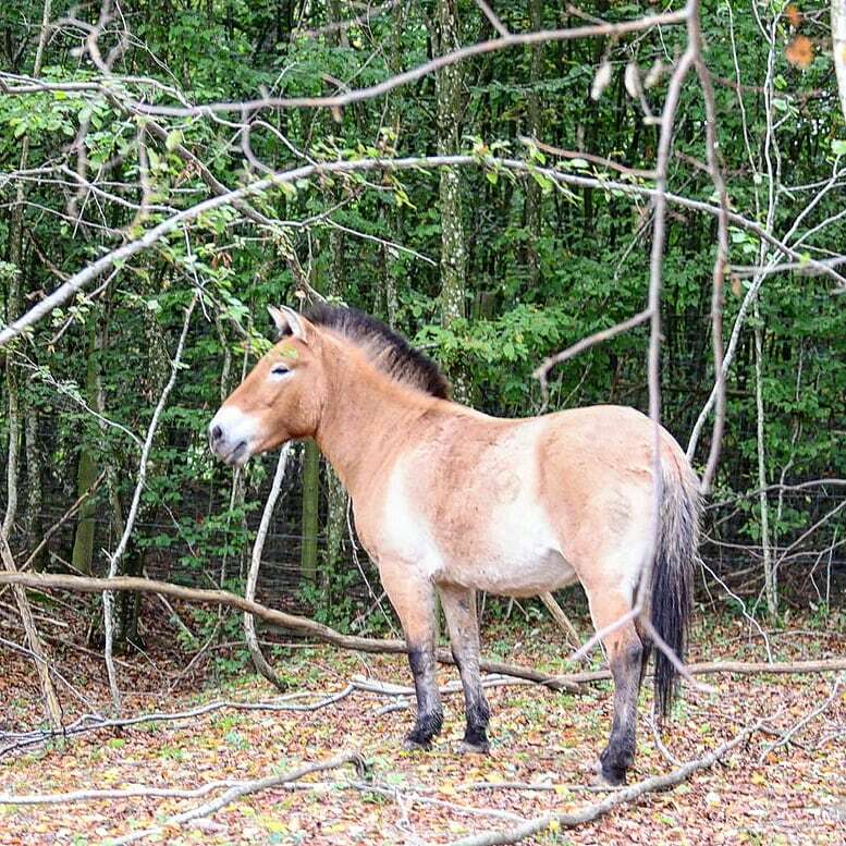 wolff_vincent's tweet photo. L'air du paradis est celui qui souffle entre les oreilles d'un cheval.
Proverbe arabe
Le dernier cheval sauvage : le cheval de Przewalski
Le cheval des steppes peint dans les grottes de Las Lascaux.
#cheval
#chevaldeprzewalski
#equides
#horse
#pferd
#cavallo
#caba… https://t.co/z6EJr2UyAd