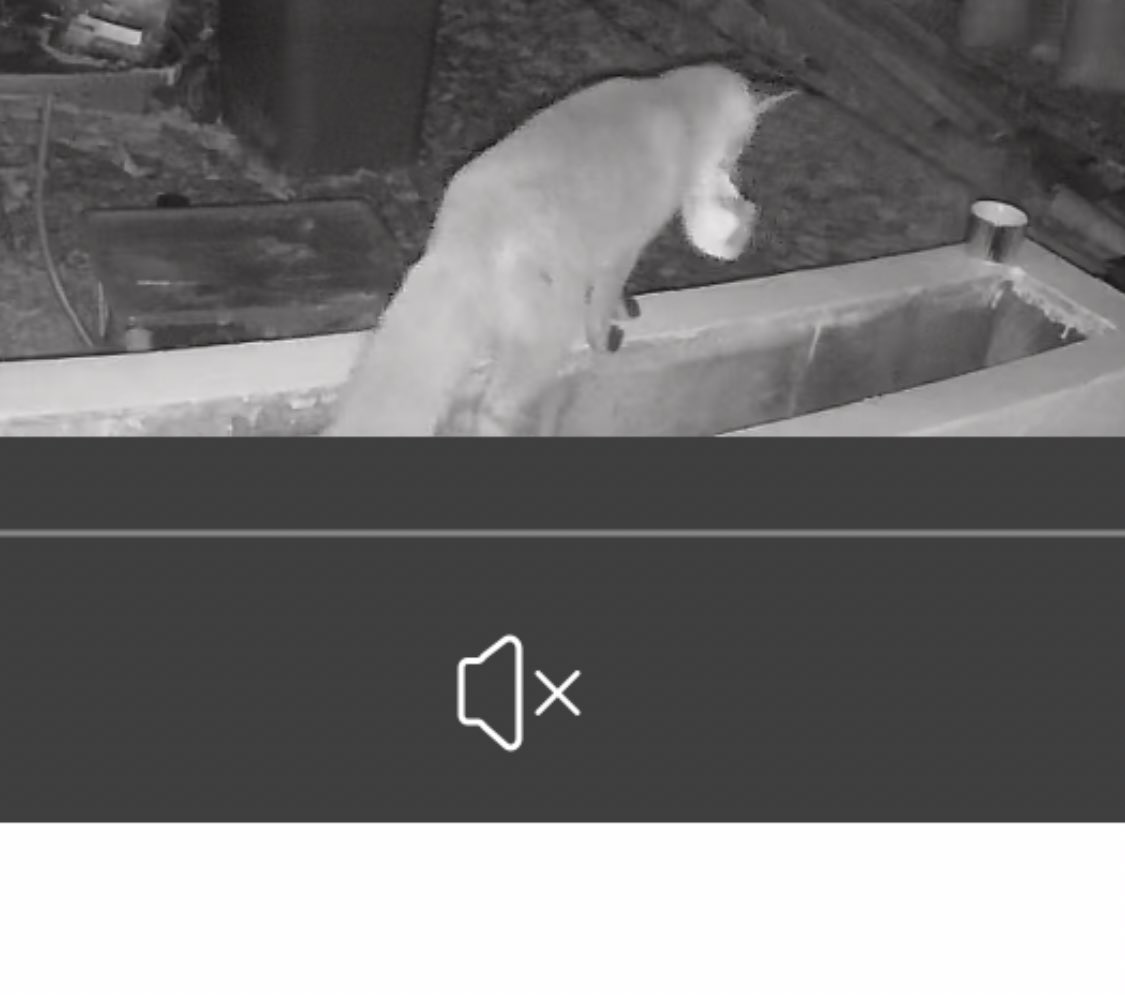 Left a pair of Gucci trainers out the back to dry last night and A FUCKIN FOX has robbed them… Any posh cunts fancy a fox hunt around mine today?