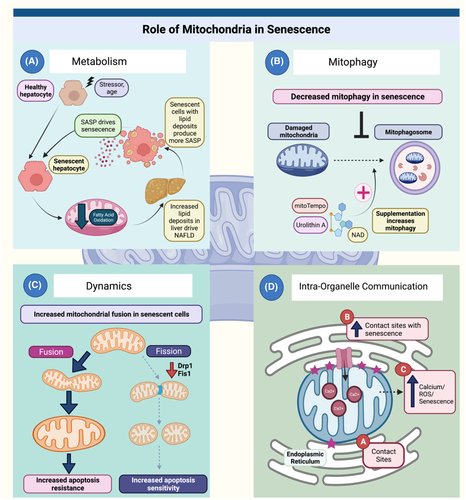 The role of mitochondria in cellular senescence
pubmed.ncbi.nlm.nih.gov/34758157/