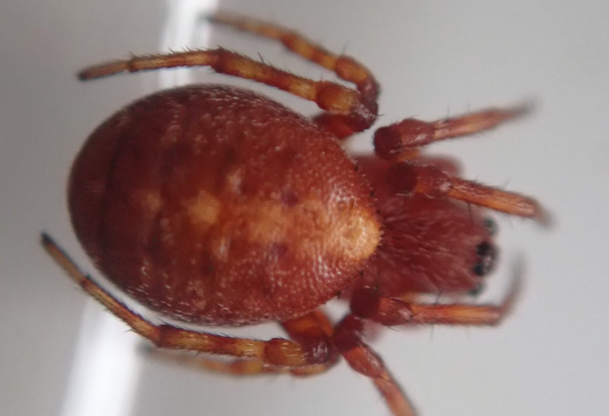 An enjoyable workparty @BBOWT Dancersend yesterday. While scrub clearing on chalk grassland this colourful spider was found. The nationally scarce Carmine Orbweb Spider (Cercidia prominens). First record for this reserve? Note abdominal black spines. @baltibillbucks @mickjones9