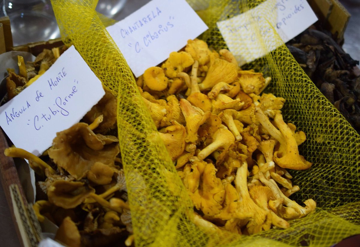 El clima, humedad y las primeras lluvias de la temporada, traen consigo joyas preciosas en forma de setas y hongos de temporada ¡NOS ENCANTAN! ¿Y a vosotros?

¡PRODUCTO EN LA MONTANERA! Como cada lunes ¡os esperamos!

#LaMontanera 

📍C/Juan Sebastián Elcano 16
Sevilla