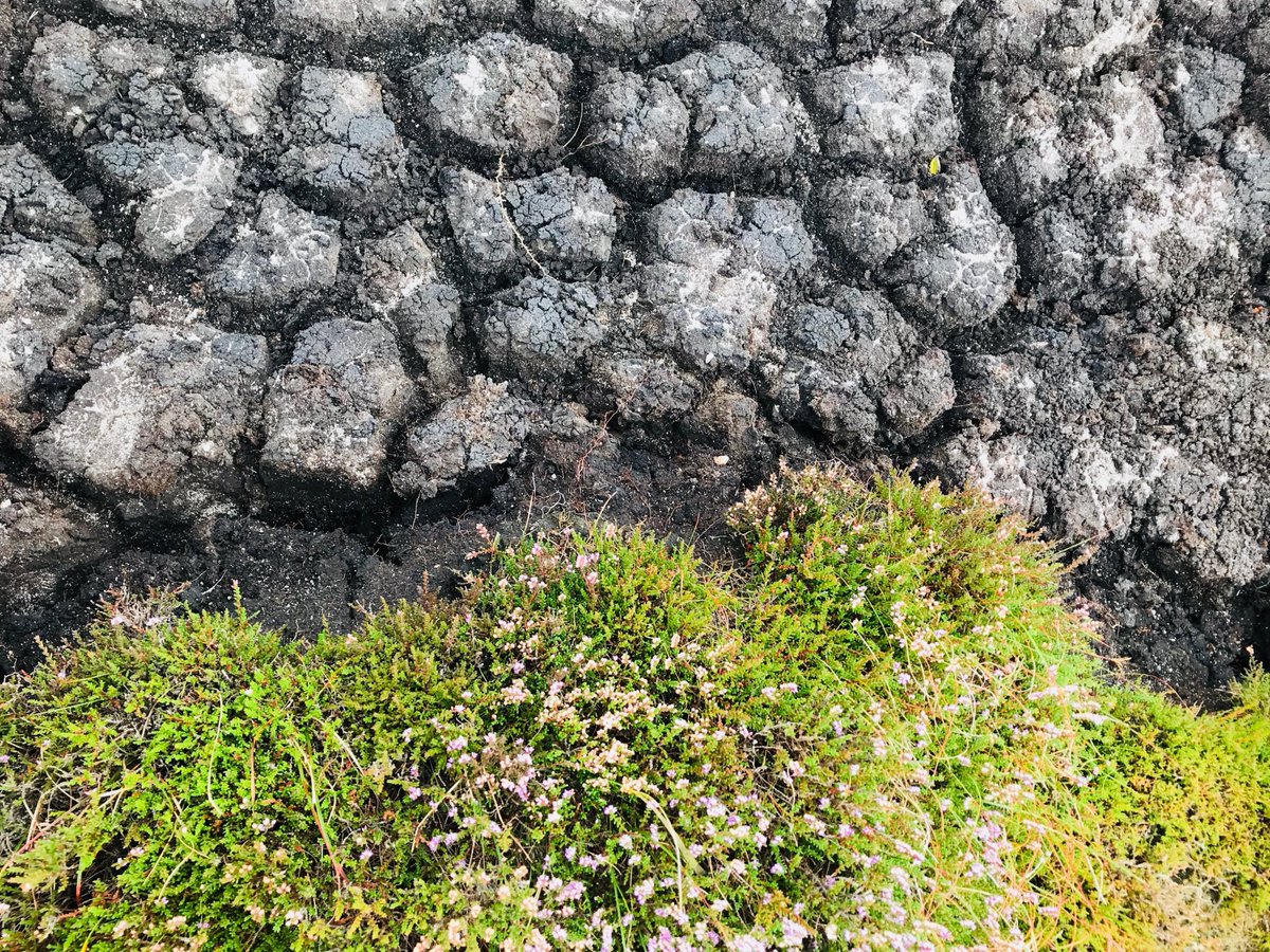 guyshrubsole's tweet photo. REVEALED: Just 124 landowners own most of England's deep peat, our single largest carbon store.

The UK Govt - and the public - urgently need to challenge these landowners to protect and restore our peatlands.

My new investigation out today: https://t.co/hwP8HfxrYN 🧵1/n https://t.co/Du5oD7Hd31