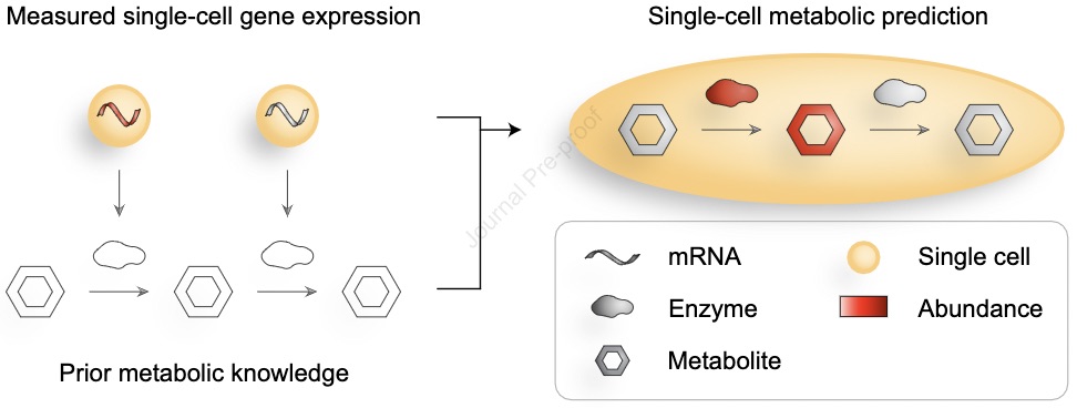 Can we estimate metabolic state from single-cell transcriptomics? Led by <a href="/KHrovatin/">Karin Hrovatin</a> &amp; <a href="/davidsebfischer/">David Fischer</a>, we review existing comp approaches for predicting single-cell metabolism, namely pathway-level analysis, constraint-based modeling &amp; kinetic modeling. doi.org/10.1016/j.molm…