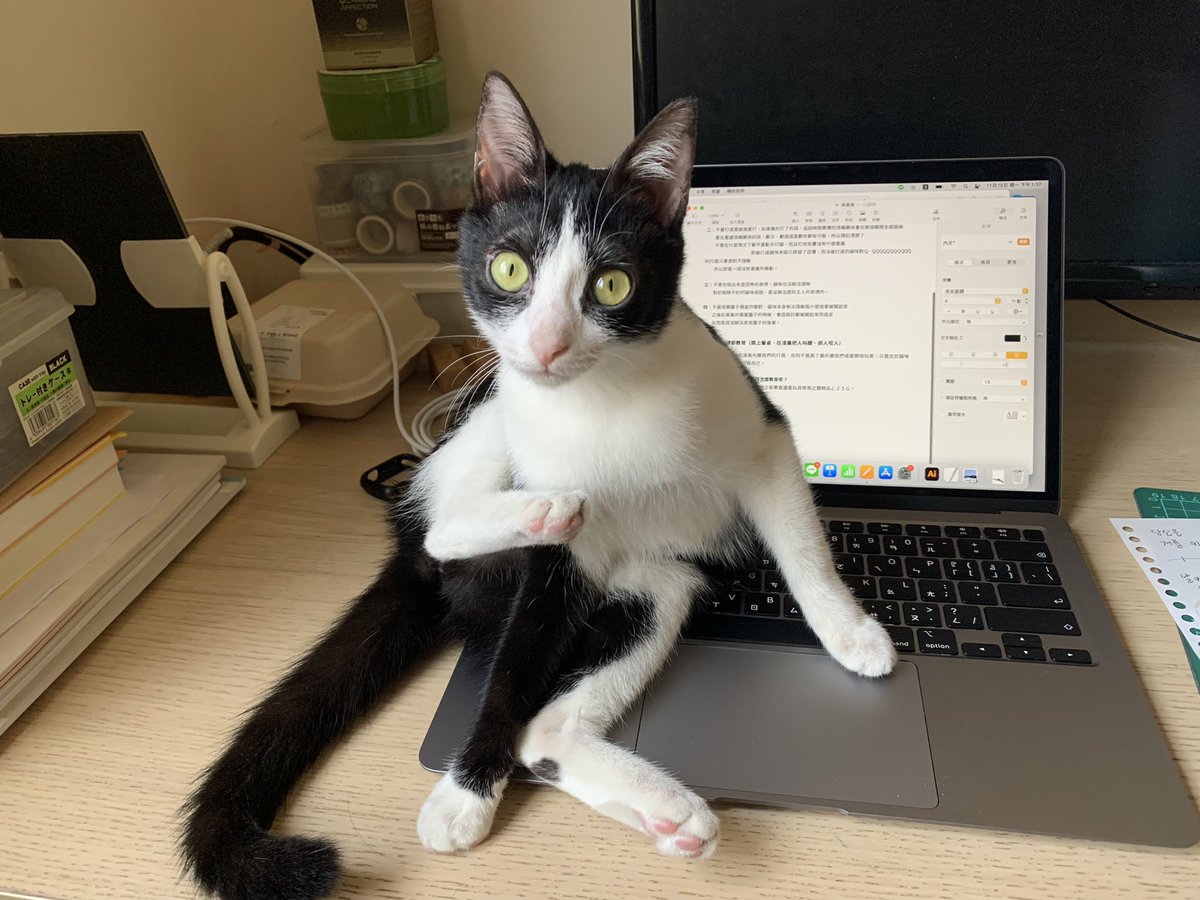 저기요 옆으로 살짝만 비켜주세요⋯

#고양이 #길고양이 #니우니우