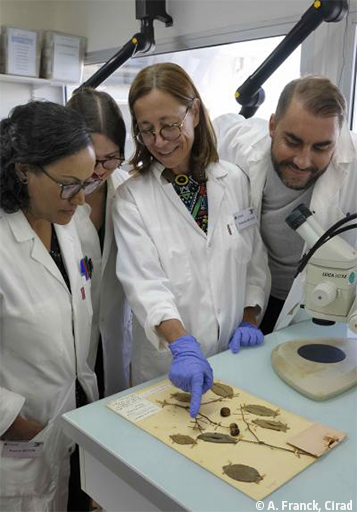 Des scientifiques du #Cirad et de l'@ISYEB_UMR retracent l’histoire évolutive d’un #virus 🦠 à l’origine d’une grave maladie du #manioc grâce à l’analyse d’#ARN, réalisée à partir d'un échantillon historique récolté en 1928 ! 
Pour en savoir plus👉 bit.ly/3kDxynM