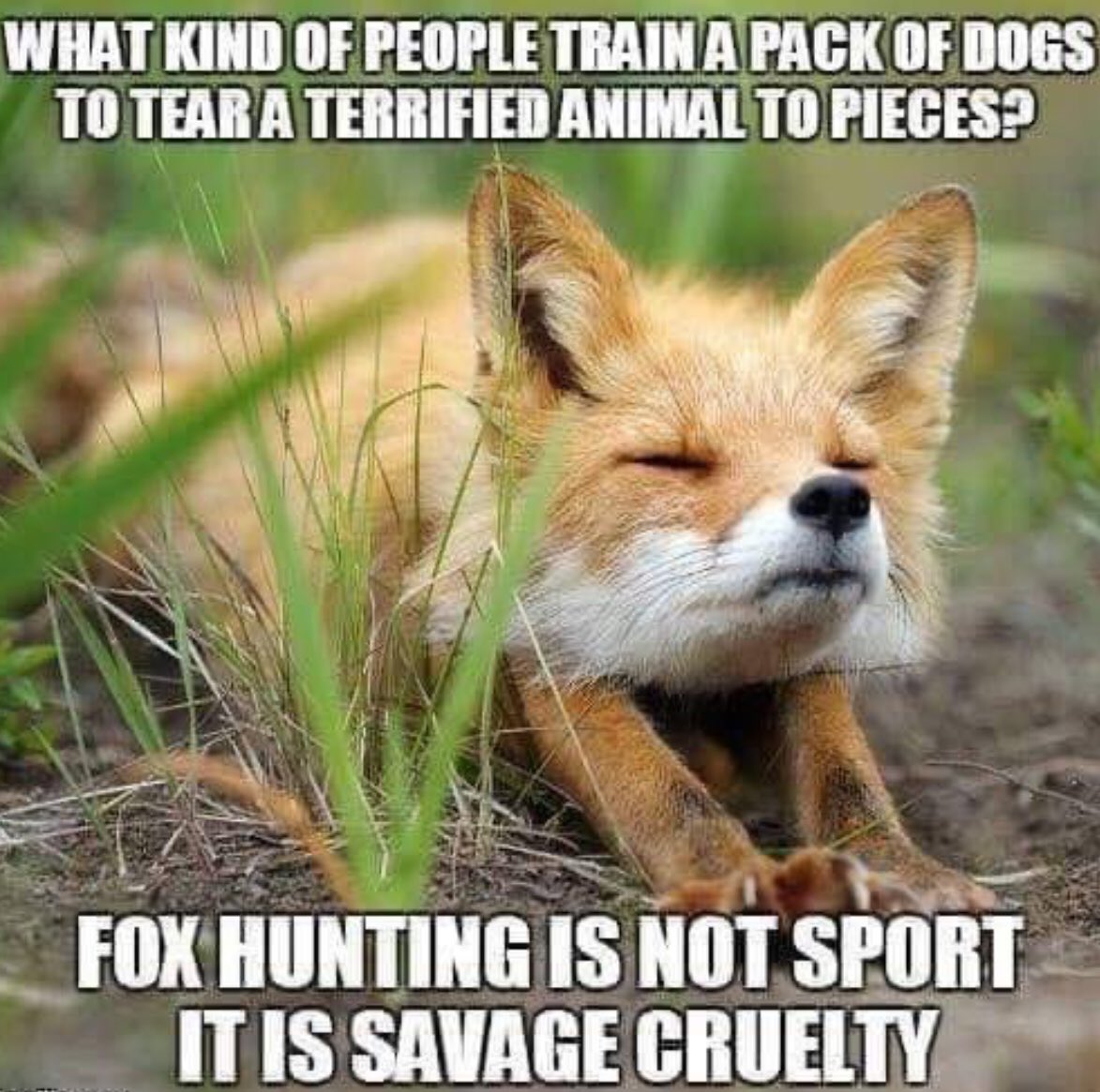 Please RT and follow @Keeptheban_ if you agree! We're a nonprofit organisation campaigning to end fox hunting for good.