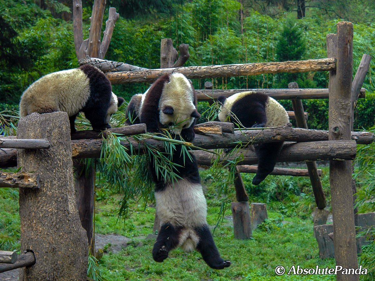 AbsolutepandaCD's tweet photo. Can you see the letter T made by the pandas? Yes, the T means Tomorrow is another day. 

#AbsolutePanda #PandaPillow #PandaDumpling #PandaHabitat #GiantPandaNationalPark #GiantPanda #UmbrellaSpecies #Chengdu #Sichuan #China #Photographer #Conservationist #Naturalist #PandaPhoto https://t.co/X6TsO0o6LC