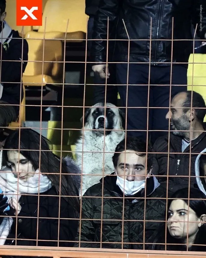 ftbllrswanimals's tweet photo. A well-behaved dog enjoying watching Germany vs Armenia https://t.co/m1XJbmEHa9