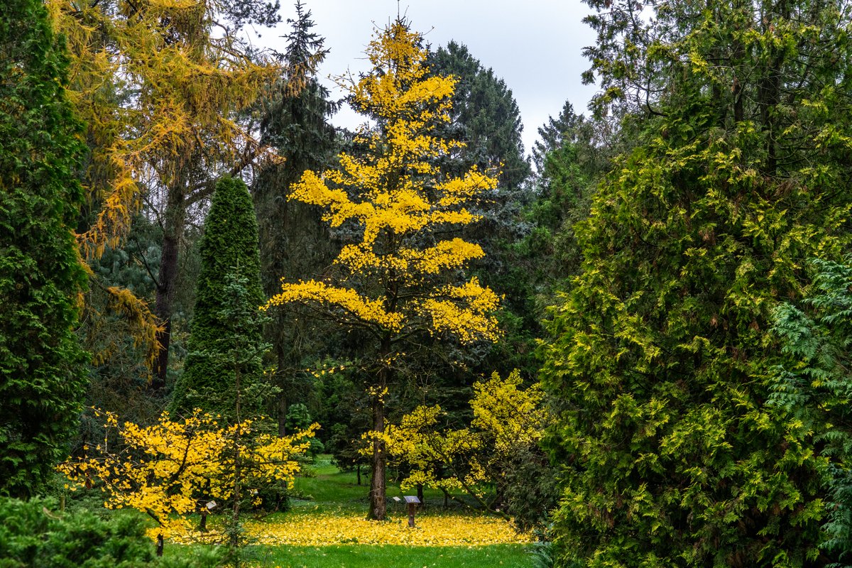 MaartenvanAtten's tweet photo. #Herfstkleuren in een #pinetum, ja echt. #Pinetumdebelten, Vorden. Het hele jaar de moeite waard! https://t.co/L6EL6tsfDr