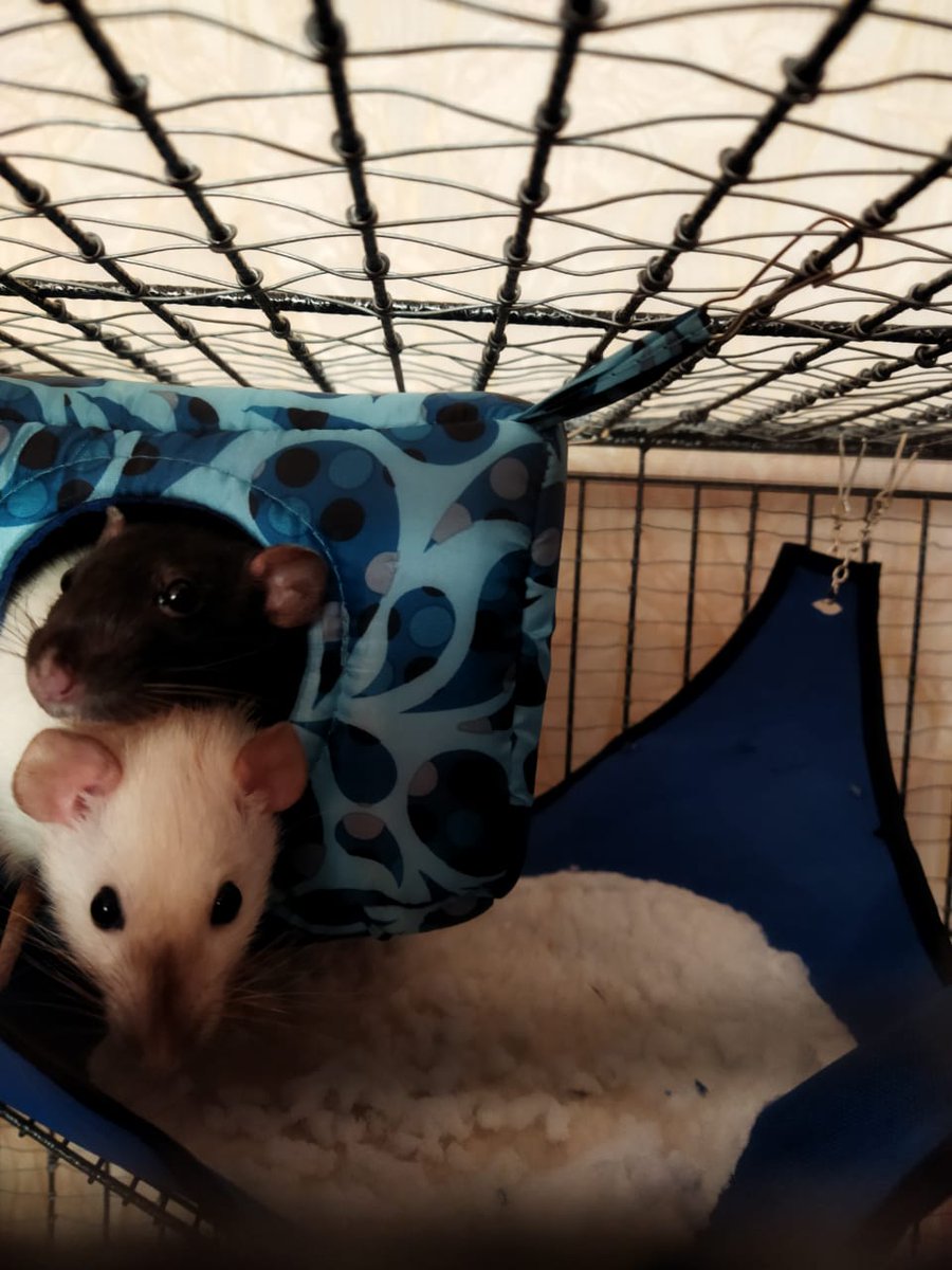 Я уже превращаюсь в крысиную маму...я не могу не показать какие они у меня милые и красивые